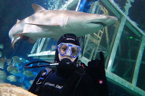 Shark Dive Xtreme At SEA LIFE Sydney Aquarium - Accommodation Sydney 4
