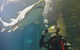 Shark Dive Xtreme At SEA LIFE Sydney Aquarium - thumb 3