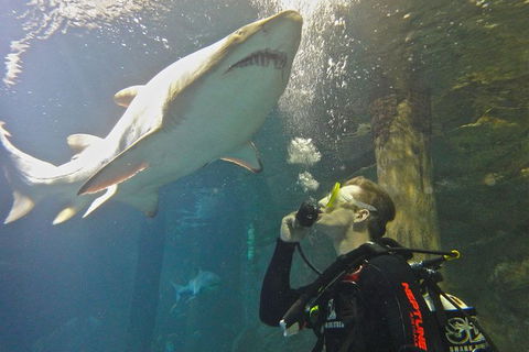 Shark Dive Xtreme At SEA LIFE Sydney Aquarium - Accommodation Sydney 3