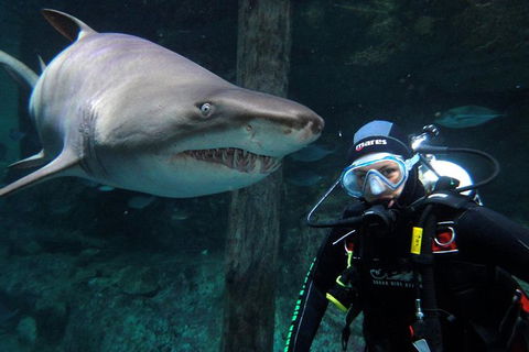 Shark Dive Xtreme At SEA LIFE Sydney Aquarium - Accommodation Sydney 8