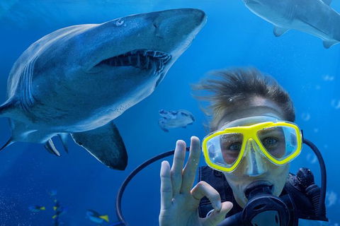 Shark Dive Xtreme At SEA LIFE Sydney Aquarium - Accommodation Sydney 2