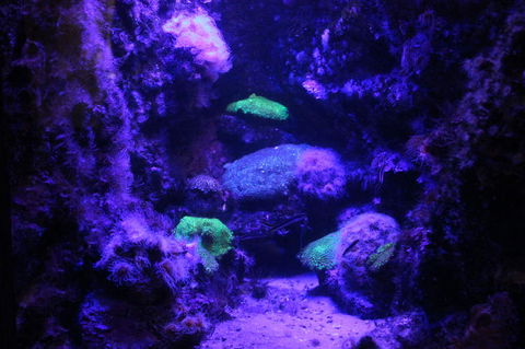 SEA LIFE Sydney Aquarium Entrance Ticket - Sydney 4u 8