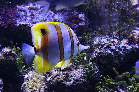 SEA LIFE Sydney Aquarium Entrance Ticket - Sydney 4u 7