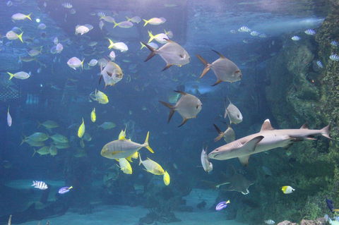 SEA LIFE Sydney Aquarium Entrance Ticket - Sydney 4u 9