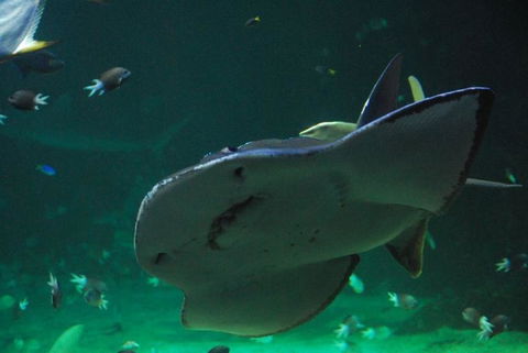 SEA LIFE Sydney Aquarium Entrance Ticket - Sydney 4u 20