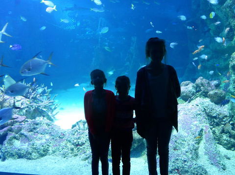 SEA LIFE Sydney Aquarium Entrance Ticket - Sydney 4u 10
