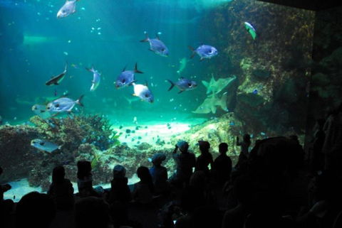 SEA LIFE Sydney Aquarium Entrance Ticket - Sydney 4u 21