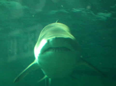 SEA LIFE Sydney Aquarium Entrance Ticket - Sydney 4u 13