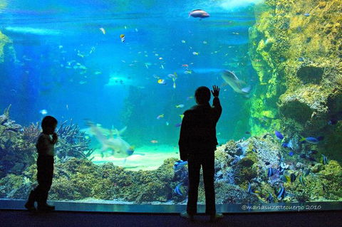 SEA LIFE Sydney Aquarium Entrance Ticket - Sydney 4u 15
