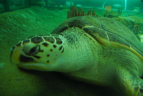 SEA LIFE Sydney Aquarium Entrance Ticket - Sydney 4u 25