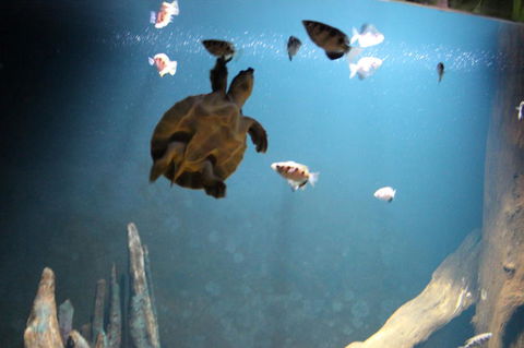 SEA LIFE Sydney Aquarium Entrance Ticket - Sydney 4u 4