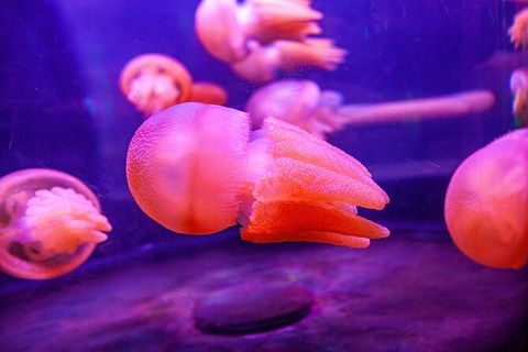 SEA LIFE Sydney Aquarium Entrance Ticket - Sydney 4u 31
