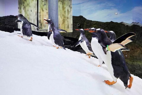 SEA LIFE Sydney Aquarium Entrance Ticket - Sydney 4u 32