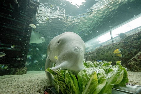 SEA LIFE Sydney Aquarium Entrance Ticket - Sydney 4u 34