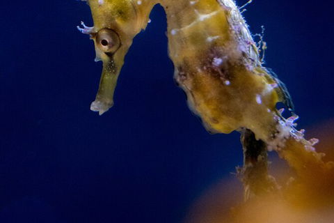 SEA LIFE Sydney Aquarium Entrance Ticket - Sydney 4u 27
