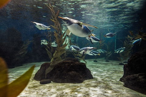 SEA LIFE Sydney Aquarium Entrance Ticket - Sydney 4u 29