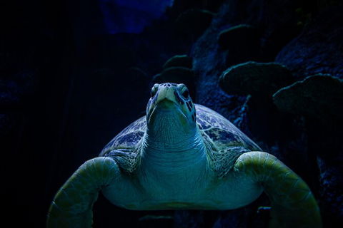 SEA LIFE Sydney Aquarium Entrance Ticket - Sydney 4u 33