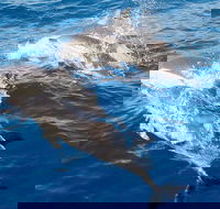 Port Stephens Day Tour From Sydney Including 4WD Sandboarding and Dolphins - Accommodation Sydney