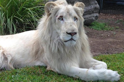 Private Shoalhaven Zoo Experience From Sydney - Sydney Resort 1