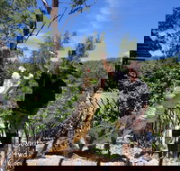 Private Shoalhaven Zoo Experience from Sydney - Sydney Resort