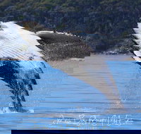 Whale Watching Jervis Bay - Sydney Resort