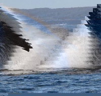 Jervis Bay Whale Watching Tour - Sydney Resort