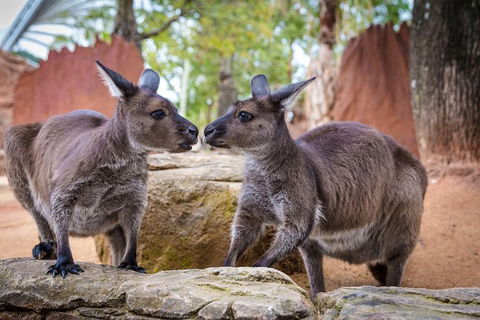 WILD LIFE Sydney Entrance Ticket - Sydney 4u 1