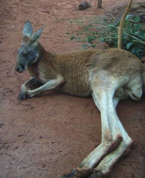 WILD LIFE Sydney Entrance Ticket - Sydney 4u 13