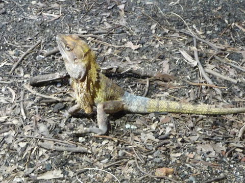 WILD LIFE Sydney Entrance Ticket - Sydney 4u 9