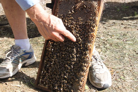 Bees On Keswick Island - Accommodation Sydney 0