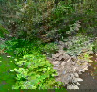 Brindle Creek Walking Track - Accommodation Sydney