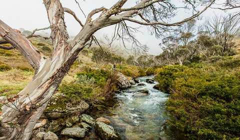 Dead Horse Gap Walking Track - Accommodation Sydney 0