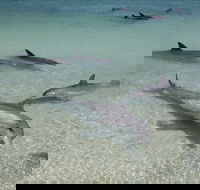 Dolphins of Monkey Mia - Accommodation Sydney