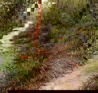 Great North walk - Brisbane Water National Park - Sydney 4u