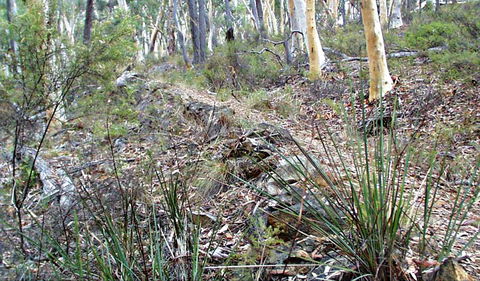Historic Water Race Walking Track - Accommodation Sydney 0
