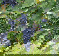 Luskintyre - Accommodation Sydney