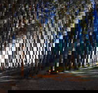 Mountain Bike Trails Tumbarumba - Accommodation Sydney