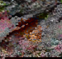 Pelorus and Orpheus Islands - Accommodation Sydney