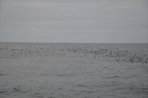 Settlement Point Viewing Platform - Sydney Resort 1