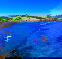 Snorkelling Montague Island - Sydney Resort