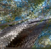 Wallumatta Nature Reserve