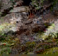 Wildlife Wonders - Accommodation Sydney