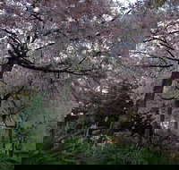 Wildwood Garden - Accommodation Sydney