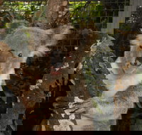 Birdland Animal Park - Sydney Resort