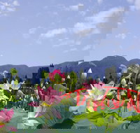 Blue Lotus Water Garden - Accommodation Sydney