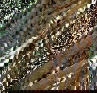 Bundagaree Rainforest Walk - Sydney Resort