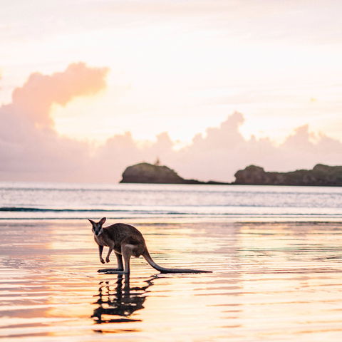 Cape Hillsborough – A Low Tide Fishing Adventure - Sydney 4u 0