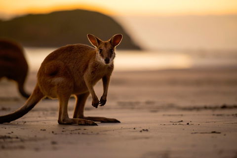 Cape Hillsborough – A Low Tide Fishing Adventure - Sydney 4u 1