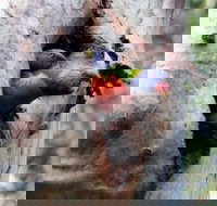 Cumberland State Forest - Accommodation Sydney