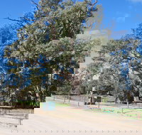 Giant Gum Tree - Accommodation Sydney